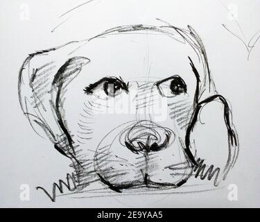 Art ,Drawing ,Fine art ,Sketch ,Cute ,bulldog animals, Thailand ...