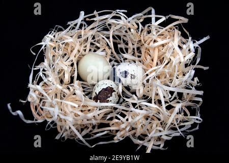 Quail eggs in artificial nest on black background. Stock Photo