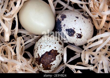 Quail eggs in artificial nest on black background. Stock Photo