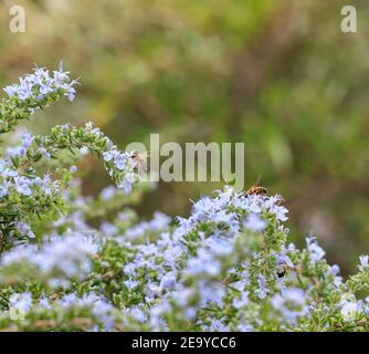 Rosemary (rosmarinus-officinalis) flowers, bees pollination close up. Honeybees pollinate the evergreen aromatic plant. Wild insects collect pollen to Stock Photo