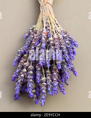 Lavender flowers bunch on gray green background. Alternative medical, homeopathic, aromatic evergreen plant, cosmetic, aromatherapy, spa, relaxation. Stock Photo