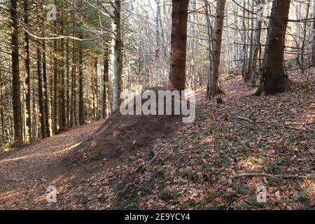 Ant hill near Schluchsee in the Black Forest in Germany Stock Photo