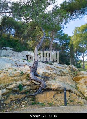 Pine tree growing on a rock, tree root visible outside the soil, Mediterranean forest in the countryside. Spain, Europe Stock Photo