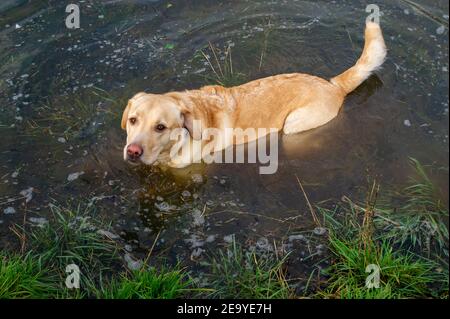 Cookham, Berkshire, UK. 6th February, 2021. A labrador couldn't resist a dip in the floodwater. A Flood Alert remains in force along the stretch of the River Thames from Hurley to Cookham. The Pound across Cookham Moor flooded earlier this week and remains closed to traffic following flooding. The flood water levels have lessened, however, further rain is expected overnight together with possible snow and the Environment Agency are closely monitoring the situation. Credit: Maureen McLean/Alamy Live News Stock Photo