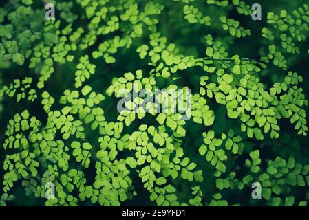 Fern foliage, close up, selective focus. Green nature background. Stock Photo