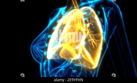 yellow lungs on xray image, cg healthcare 3d illustration Stock Photo