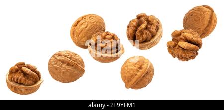 Falling walnuts isolated on white background, collection Stock Photo