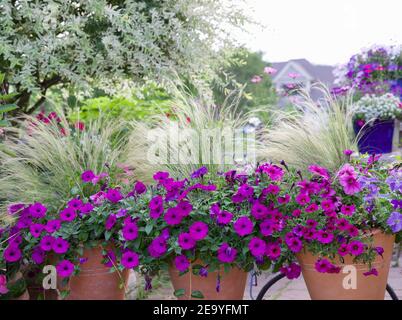 Ornamental Japanese variegated willow, hakuro nishiki, is focal point of this Midwest garden surrounded by purple petunias in terracotta containers. Stock Photo
