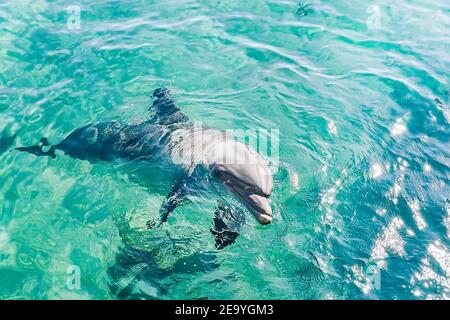 one young beautiful dolphin emerges from water, playful  animal swims and dancing under Red Sea, sunny day  in the dolphin reef, top place to visit in Stock Photo