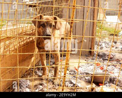 Stray Dog Behind Fence In Animal Shelter Stock Photo