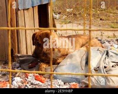 Pet Adoption. Homeless Dog In Metal Shelter Stock Photo