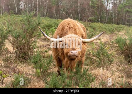 One Highland cow, highland cattle, grazing on gorse on a nature reserve, Hampshire, UK Stock Photo
