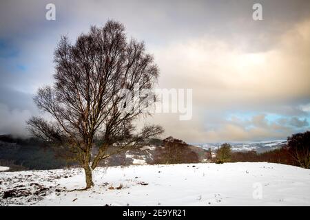 A solitary silver birch stands exposed high on the hill above Glen Coiltie near Drumnadrochit in the Scottish Highlands. Stock Photo