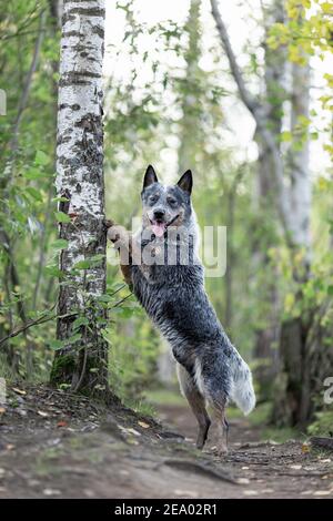 Australian cattle dog while training touch command. Blue heeler at nature Stock Photo