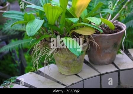 Green and yellow orchid leaves without flowers in two clay pots. Sick orchid. Growing exotic plants at home and gardening. Place for text Stock Photo