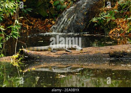 A spectacled caiman , Caiman crocodilus, basks on a log near a  waterfall. Stock Photo
