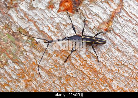 A Straight-Snouted Weevil with mites, Brentidae, crawling on tree bark. Stock Photo