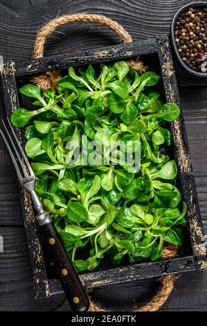 Fresh green lambs lettuce salad leaves on a wooden tray. Black wooden background. Top view Stock Photo