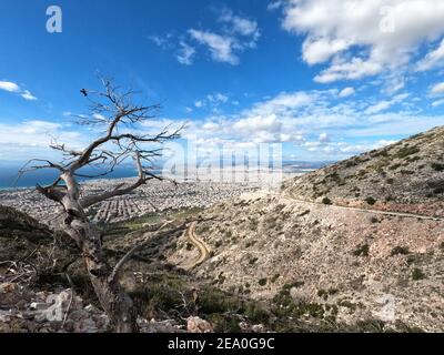 Partial view of Athens and a lone leafless tree, Mt Hymettus, Greece, on a bright day Stock Photo