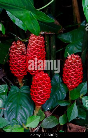 A shampoo ginger plant, Zingiber zerumbet, growing in the forest under story. Stock Photo