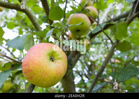 Detail of cooking apples (bramleys) growing in a tree in an English garden, UK Stock Photo