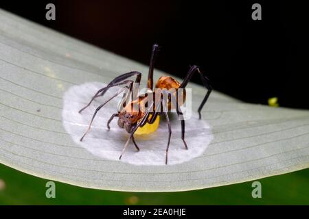 A golden carpenter ant mimic spider, Myrmecotypus rettenmeyeri, after laying an egg mass. Stock Photo