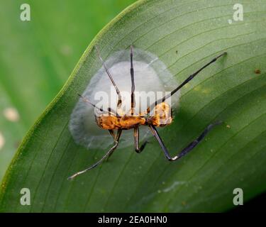 A golden carpenter ant mimic spider, Myrmecotypus rettenmeyeri, resting on its newly finished egg case. Stock Photo