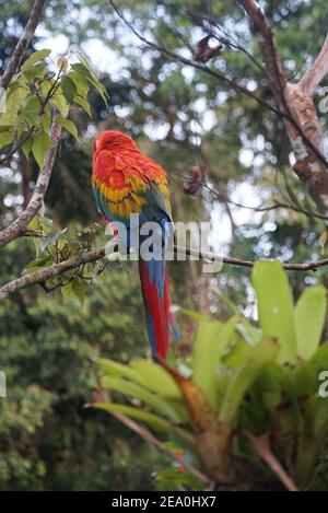 Scarlet Macaw at Yanacocha, a wildlife rescue center on the edge of the Amazon Rainforest in Puyo, Ecuador. Stock Photo