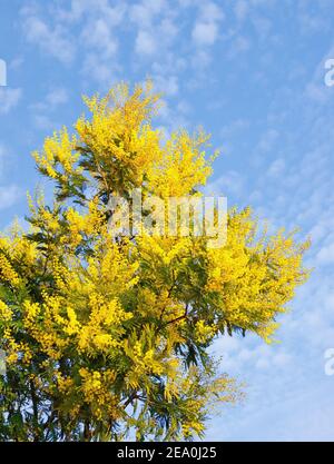 Spring flowers. Branch of Acacia dealbata tree in bloom against sky Stock Photo