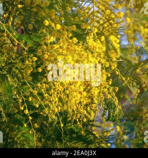 Branches of Acacia dealbata tree with bright yellow flowers in garden on sunny spring day Stock Photo