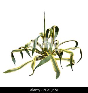 Agave. Isolated on white background of ornamental plant of  Agave americana Stock Photo