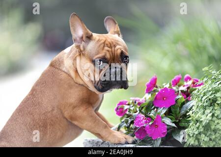 Portrait of sad cute french bulldog dog is standing near flowers at nature and looking with emotion Stock Photo