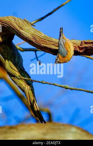 Eurasian Nuthatch Hunting For Food Stock Photo - Alamy