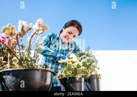 Latin gardener woman taking care of plants and flowers, Home gardening in Mexico city Stock Photo