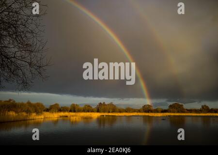 Dramatic rainbow breaks as evening light falls over Ham Wall RSPB reserve, part of Avalon marshes wetlands nature reserve. Somerset, UK Stock Photo