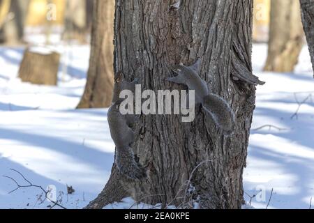 Eastern grey squirrel - mating squirrels. Stock Photo