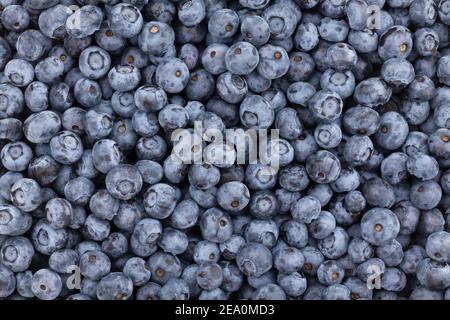 blueberry texture tile pattern background Stock Photo
