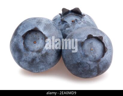 blueberry path isolated on white Stock Photo