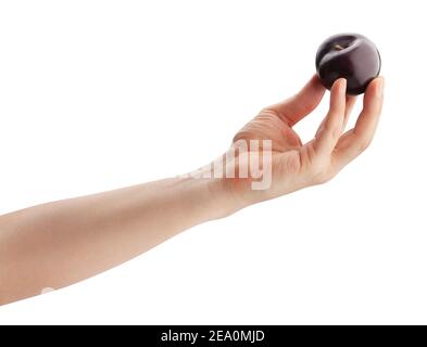 deep red burgundy plum in hand path isolated on white Stock Photo