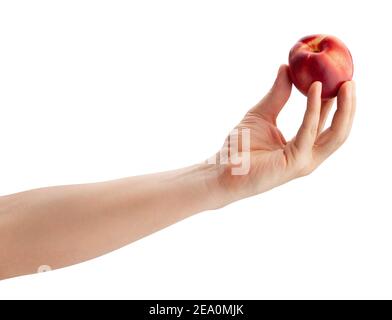 white nectarine in hand path isolated on white Stock Photo