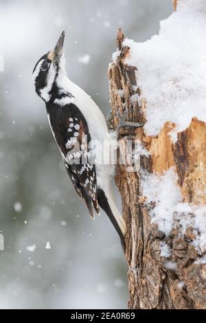 Female hairy woodpecker (Picoides villosus), searching for food, winter, Great Lakes region, E North America, by Dominique Braud/Dembinsky Photo Assoc Stock Photo