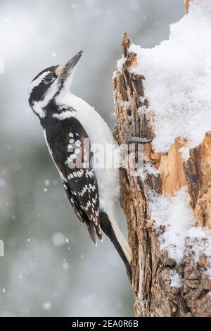 Female hairy woodpecker (Picoides villosus), searching for food, winter, Great Lakes region, E North America, by Dominique Braud/Dembinsky Photo Assoc Stock Photo