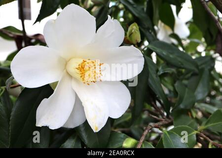 Camellia japonica ‘Lily Pons’ Lily Pons camellia - large white flower with long spoon-shaped petals,  February, England, UK Stock Photo