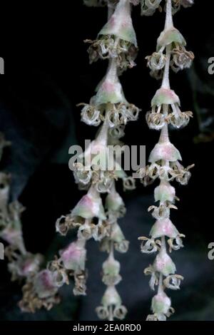 Garrya elliptica ‘James Roof’ Silk tassel James Roof – long interlocking clusters of pale green and pink flowers,  February, England, UK Stock Photo