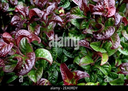 Leucothoe axillaris ‘Curly Red’ Switch ivy – glossy dark green and red curved flowers,  February, England, UK Stock Photo