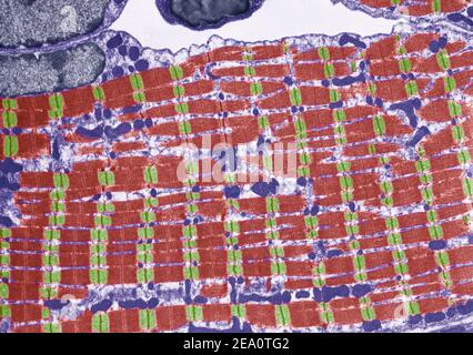 Striated muscle, TEM Stock Photo