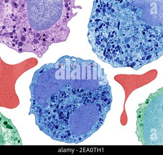 Neutrophil cells, TEM Stock Photo