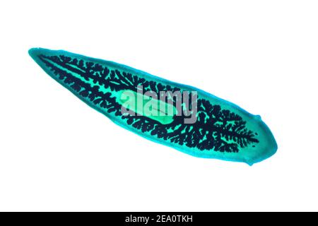 Planaria flatworm, light micrograph Stock Photo