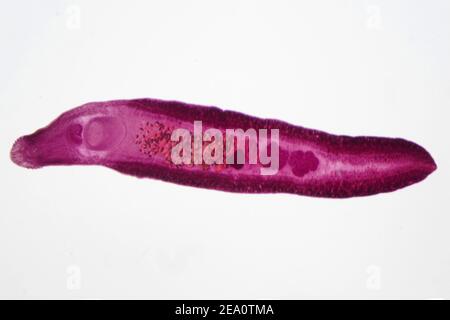 Liver fluke, light micrograph Stock Photo