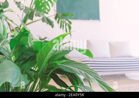 Defocused room with sofa, chalkboard,  green plants in the foreground. Homeschooling in a cozy environment Stock Photo